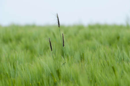 a barley field