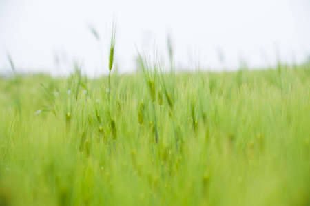 a barley field