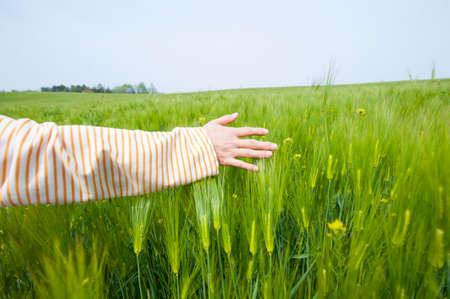 a barley field