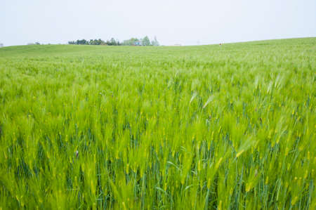 a barley field