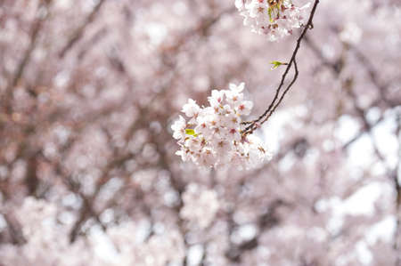 Cherry blossomsの写真素材