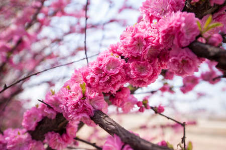 Spring flowersの写真素材
