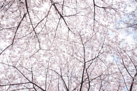 Cherry blossomsの写真素材