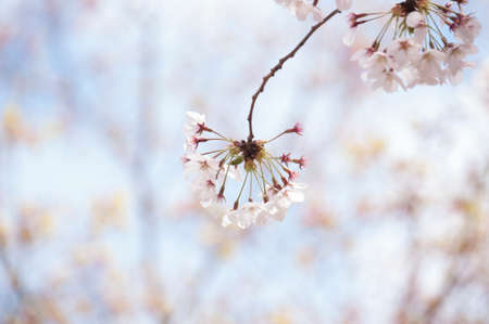 Cherry blossomsの写真素材