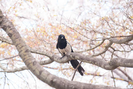 Cherry blossomsの写真素材
