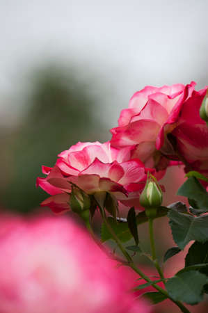 Rose Festivalの写真素材