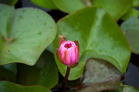 Bee on lotus flowerの写真素材