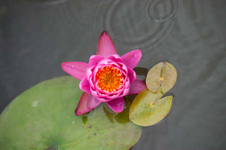 blooming lotusの写真素材
