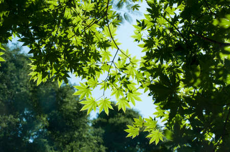 Green leaves and blue skyの写真素材