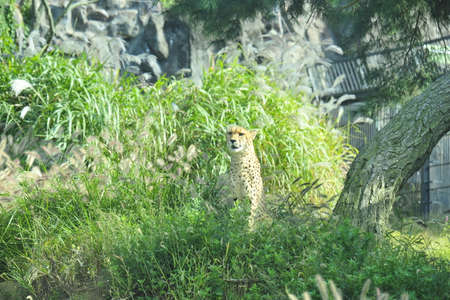 Meet the Cheetah at the Zooの写真素材