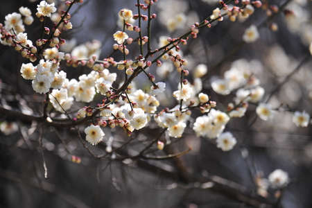 Flowers blooming in springの写真素材