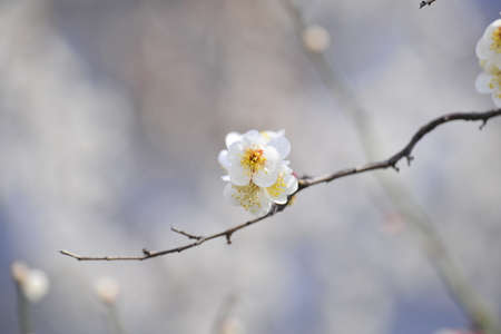Flowers blooming in springの写真素材