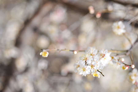 Flowers blooming in springの写真素材