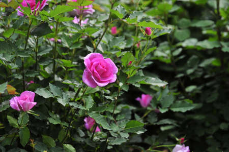Rose in the forestの写真素材