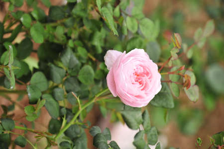 Rose in the forestの写真素材