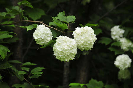 Hydrangea in the forest