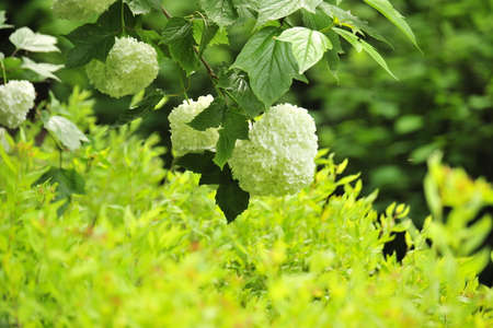 Hydrangea in the forestの写真素材