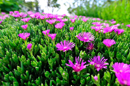 pink flowers in the gardenの写真素材