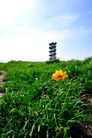 green grass and blue skyの写真素材