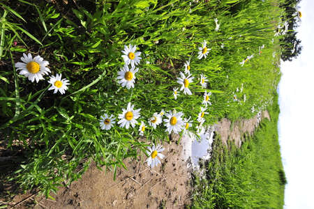 field of daisiesの写真素材
