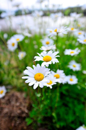daisies in a gardenの写真素材