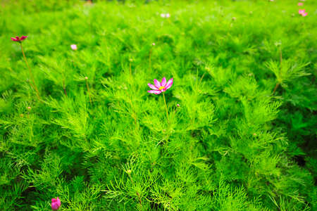 pink cosmos flower