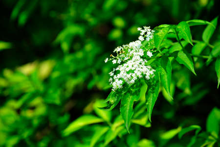 Flowers blooming in summerの写真素材