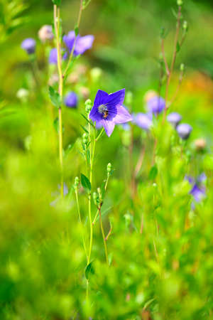 Flowers blooming in summerの写真素材