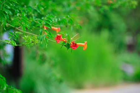 Flowers blooming in summerの写真素材