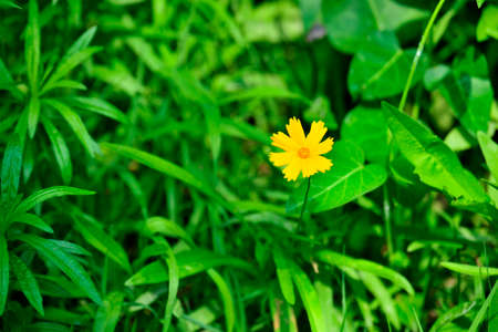 Flowers blooming in summerの写真素材