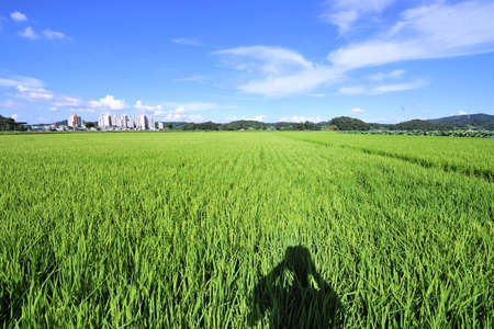 green field and blue skyの写真素材