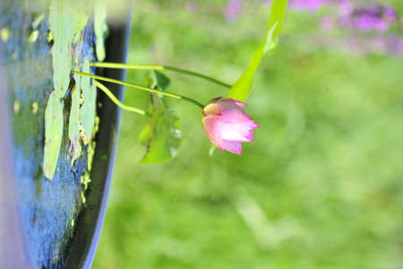 pink lotus flower in waterの写真素材