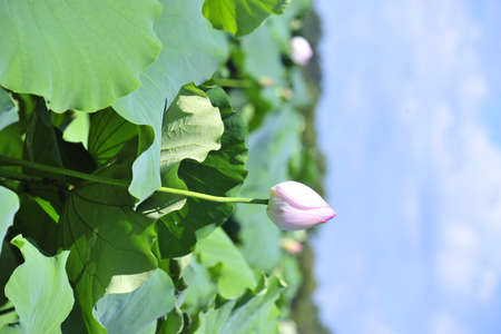 green field and blue skyの写真素材