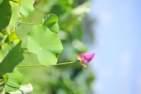 pink lotus flower in the gardenの写真素材
