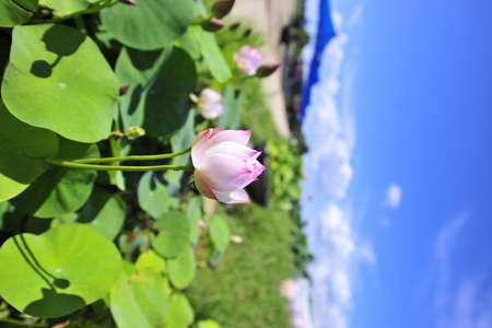 pink lotus flower in the gardenの写真素材
