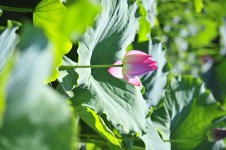 pink water lillyの写真素材