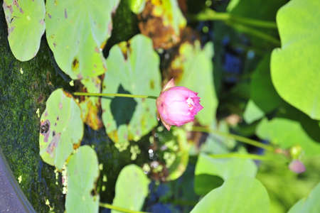 pink water lillyの写真素材