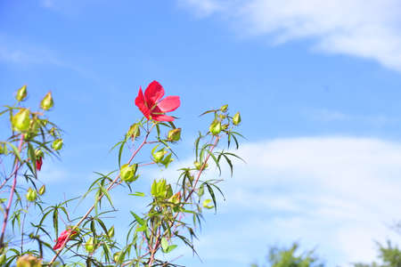 pink lotus flower in the garden