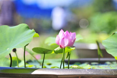 pink lotus flower in the gardenの写真素材