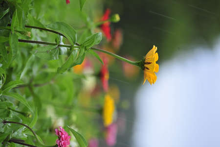 flowers in the garden