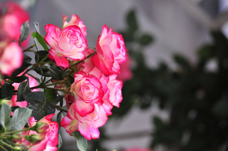 Beautiful pink roses in the garden. Selective focus with shallow depth of field.の写真素材