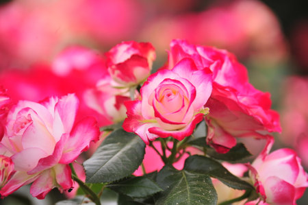 Beautiful roses in the garden, Roses are beautiful with a beautiful sunny day.の写真素材