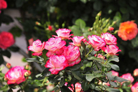Beautiful roses in the garden, Roses are beautiful with a beautiful sunny day.の写真素材
