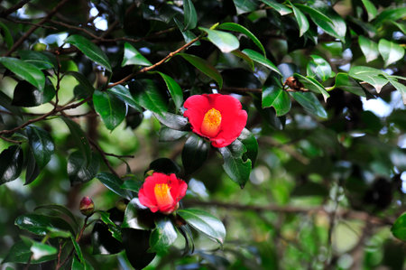 Camellia japonica, also known as Japanese camellia.の写真素材