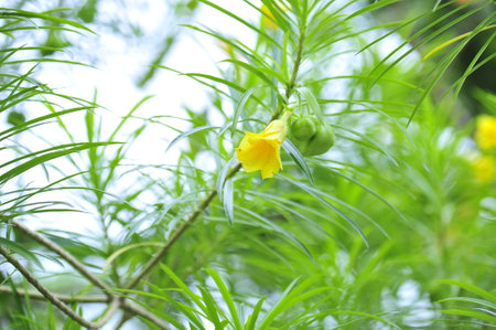 Yellow flower on the tree in the garden. (selective focus)の写真素材