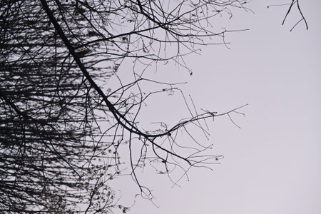 Silhouette of tree branches on the sky background in winter.