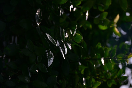 Green leaves with sun light and shadow on the tree in the garden