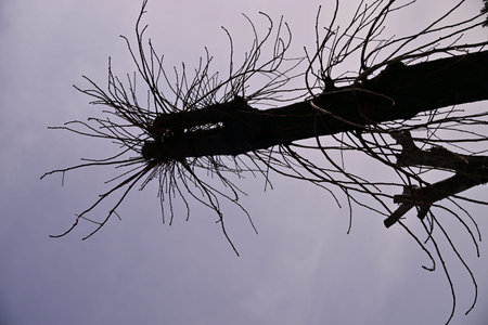 Dead tree on the sky background. Nature concept. Black and white.
