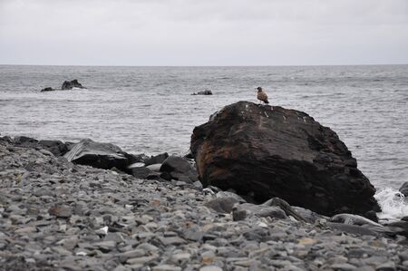 Brown bird sitting on a rock next to the oceanの写真素材