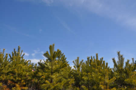 The tops of fir-trees rising to the skyの写真素材